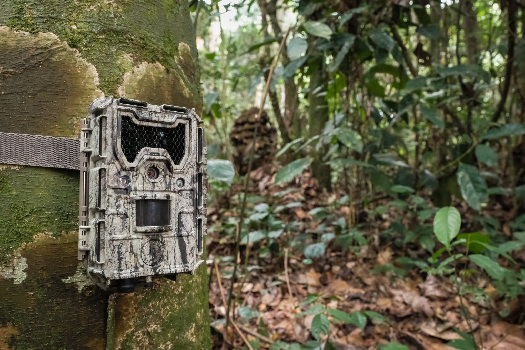 Camera trap monitoring wildlife in the forest